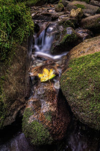 Stream flowing through rocks in forest