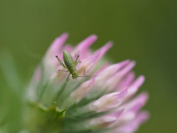 Close-up of insect on purple flower