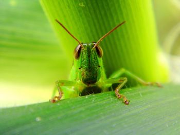 Close-up of insect on leaf