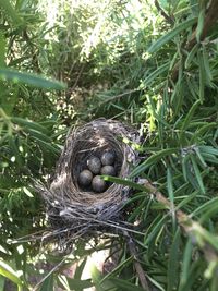 High angle view of bird in nest