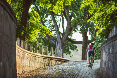 Man on bicycle by tree