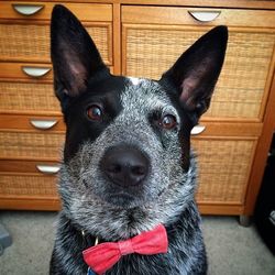 Close-up portrait of a dog