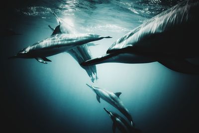 Close-up of fish swimming in sea