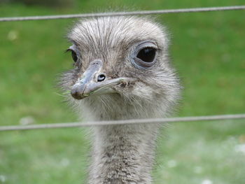 Close-up portrait of a bird