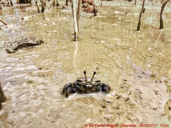 Close-up of crab on sand