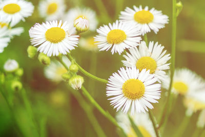 Close-up of white daisy flowers