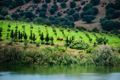 Scenic view of river in forest