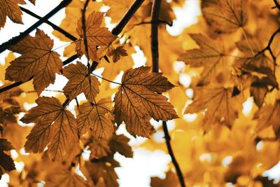 Close-up of maple leaves on tree