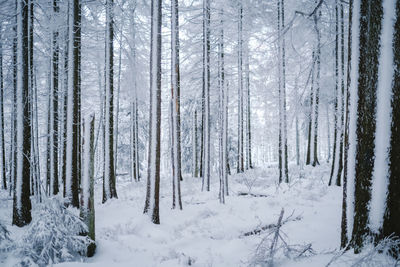 Trees in forest during winter