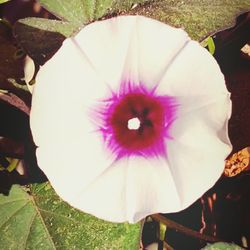 Close-up of purple flower blooming outdoors