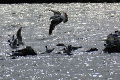 Seagulls flying over sea