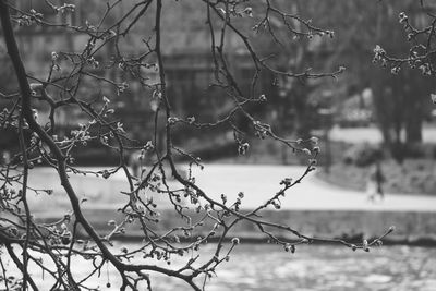Close-up of water drops on bare tree