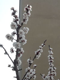 Low angle view of cherry blossoms in spring