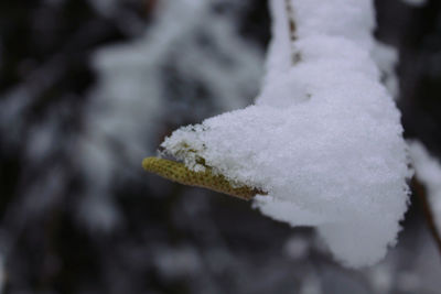 Close-up of frozen flower