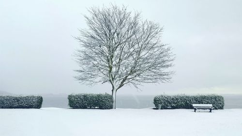 Bare tree on snow covered landscape against clear sky