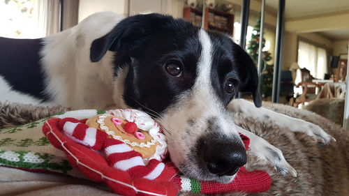 Close-up portrait of a dog resting at home