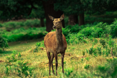 Deer standing on field