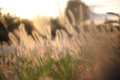 Close-up of wheat plants on field