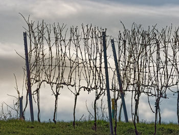 Bare trees on landscape against sky