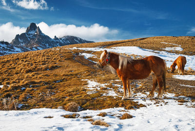 Horses on snow covered field against sky