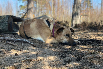 Dog resting on a field
