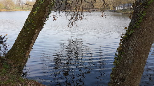 Reflection of trees in lake