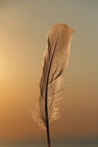Close-up of feather against clear sky during sunset