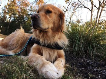 Dog on grass