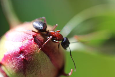 Close-up of insect on fruit