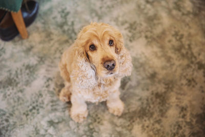 High angle portrait of dog sitting on floor