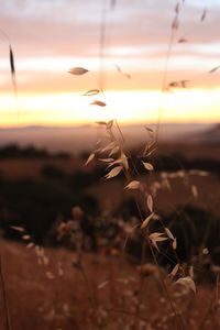 Close-up of plants on field against sky at sunset