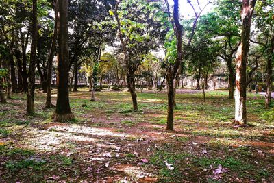 Trees in forest