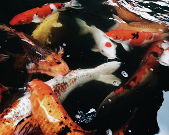 View of koi carps swimming in pond