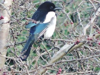 Close-up of bird perching on tree