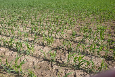 High angle view of plants growing on field