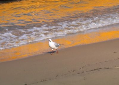 Seagull perching on sand at beach during sunset