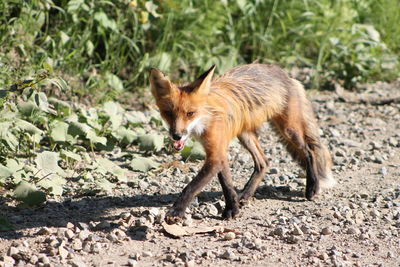 Fox on field