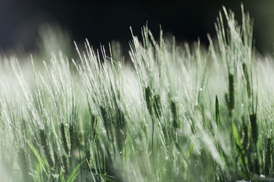 Close-up of crops growing on field