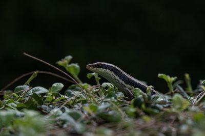 Close-up of lizard on land