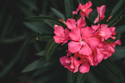 Close-up of pink flowering plant