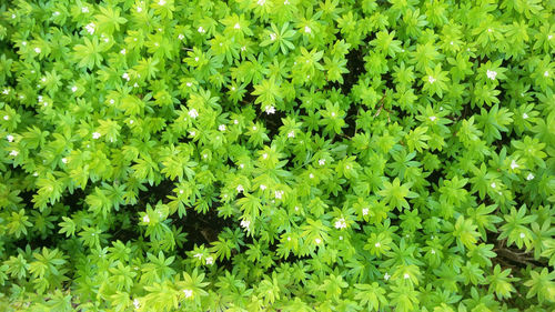 Full frame shot of fresh green plants