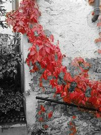 Close-up of ivy on brick wall