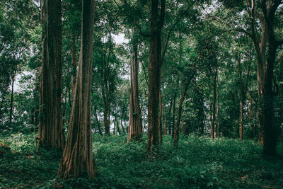 Trees in forest