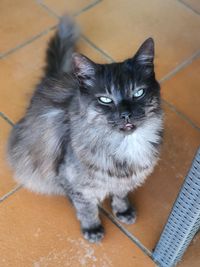 High angle portrait of cat on floor