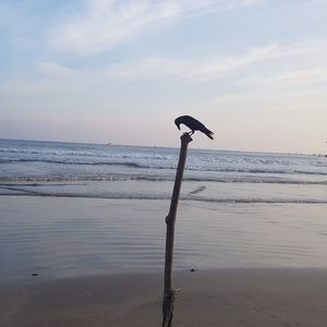 Bird on wooden post on beach against sky