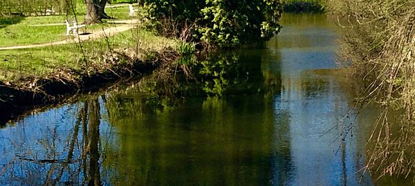 Reflection of trees in lake