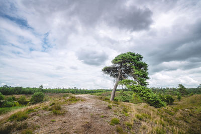 Trees on field against sky