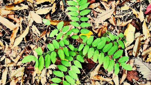 Full frame shot of leaves