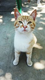 Portrait of cat looking at camera