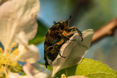 Close-up of bee pollinating on flower